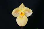 Paph. Fumi's Delight 'Bear-14'