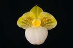 Paph. Fumi's Delight 'Bear-15