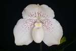 Paph. Greyi 'Bear-1'