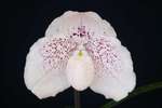 Paph. Greyi 'Bear-2'