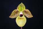 Paph. Hsinying Miclyn 'Bear-1'