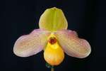 Paph. Hung Sheng Pink Bear-7' SM/TPS