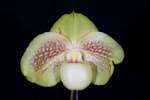 Paph. In-Charm Grehang 'Bear-1' 