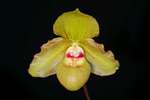 Paph. Jade Dragon 'Bear-1'