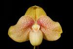 Paph. Karl Ploberger 'Bear-2'