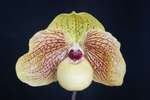 Paph. Mint Chocolate 'Bear-3'