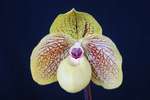 Paph. Mint Chocolate 'Bear-4'