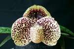 Paph. Otogozen 'Bear-2'
