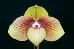 Paph. Shun-Fa Golden 'Bear'