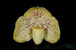 Paph. Wellesleyanum 'Bear-2'