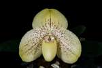 Paph. Winter Coat 'Bear-1'