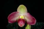 Paph. Wossner Vietnam Bell 'Bear-2'