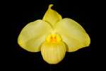 Paph. Wossner Vietnam Gold 'Bear-10'
