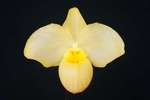 Paph. Wossner Vietnam Gold 'Bear-12'