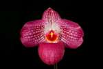 Paph. Wossner Vietnam Love 'Bear-12'