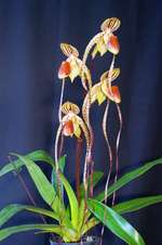 Paph. Booth Sand Lady 'Bear-2'
