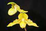 Paph.Harold Koopowitz 'Bear-2'