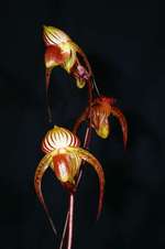 Paph. Hung Sheng Cape 'Hung Sheng'