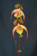 Paph. Hung Sheng General 'Bear