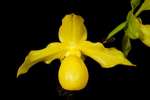 Paph. Michael Tibbs 'Bear-1' 