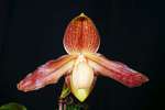 Paph. Nathaniel's Pride 'Bear-1' 