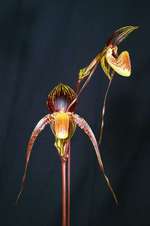 Paph. Wossner Black Wings 'Hung Sheng'