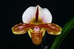 Paph. Hung Sheng Spice 'Bear-1'