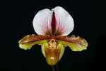 Paph. Hung Sheng Spice 'Bear-2'