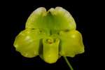 Paph. Hung Sheng Lucky Anger 'Bear-3'