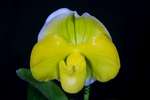 Paph. Sorcerers Stone 'Magnificent'