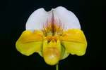 Paph. Stone Crazy 'Bear-2'