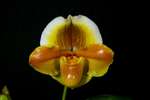 Paph. Gold Nugget