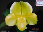 Paph. Hamana Curet 'Bear-6'