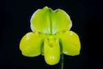 Paph. Hung Sheng Curet 'Bear-10'