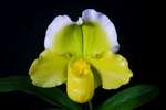 Paph. Hung Sheng Hamana 'Bear-2'