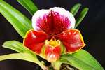 Paph. Hama Chilwin 'Bear-4'
