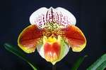 Paph. Hampshire Zoo 'Bear-4' 