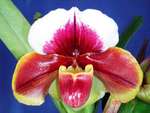 Paph. Hung Sheng Pawnee 'Bear-21'