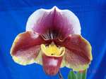 Paph. Hsinying Compensa 