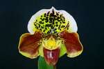 Paph. Hung Sheng Brown 'Bear' 