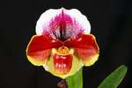 Paph. Hung Sheng Carillon 'Bear-3'