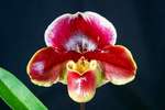 Paph. Hung Sheng Compensa 'Bear-2'