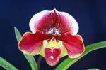 Paph. Hung Sheng Compensa 'Bear-4'