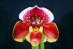 Paph. Hung Sheng Compensa 'Bear-5'
