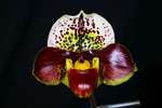 Paph. Hung Sheng Motoo 'Bear-1' 