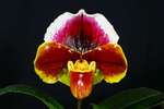 Paph. Hung Sheng Nulight 'Bear-3'