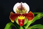 Paph. Hung Sheng Tiger Cat 'Bear-2' 