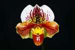 Paph. Hung Sheng Tiger Cat 'Bear-3' 