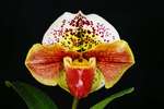 Paph. Hung Sheng Tiger Cat 'Bear-4' 