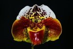 Paph. Hung Sheng Tiger Cat 'Bear' 